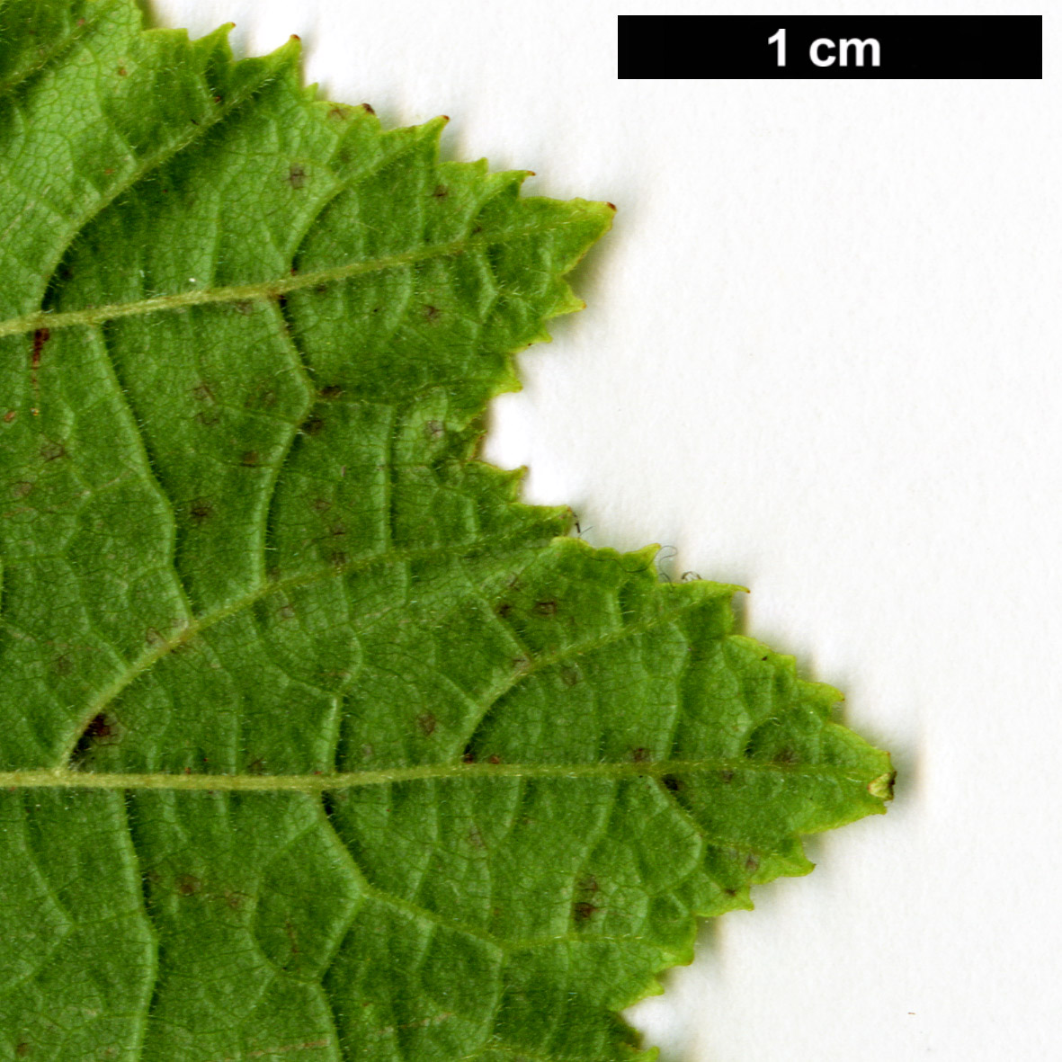 High resolution image: Family: Betulaceae - Genus: Corylus - Taxon: avellana - SpeciesSub: var. pontica